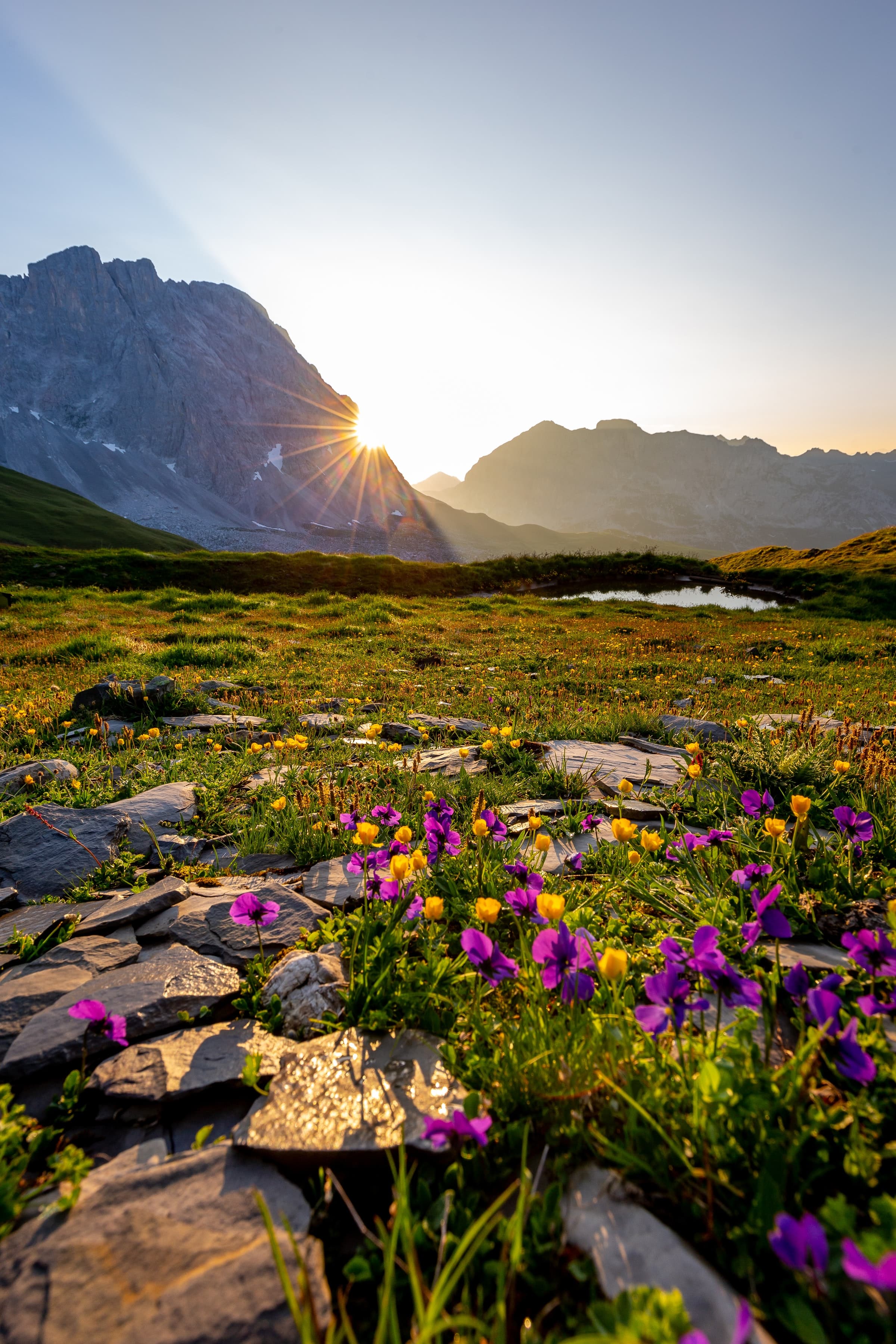 Purple petaled flowers near a mountain