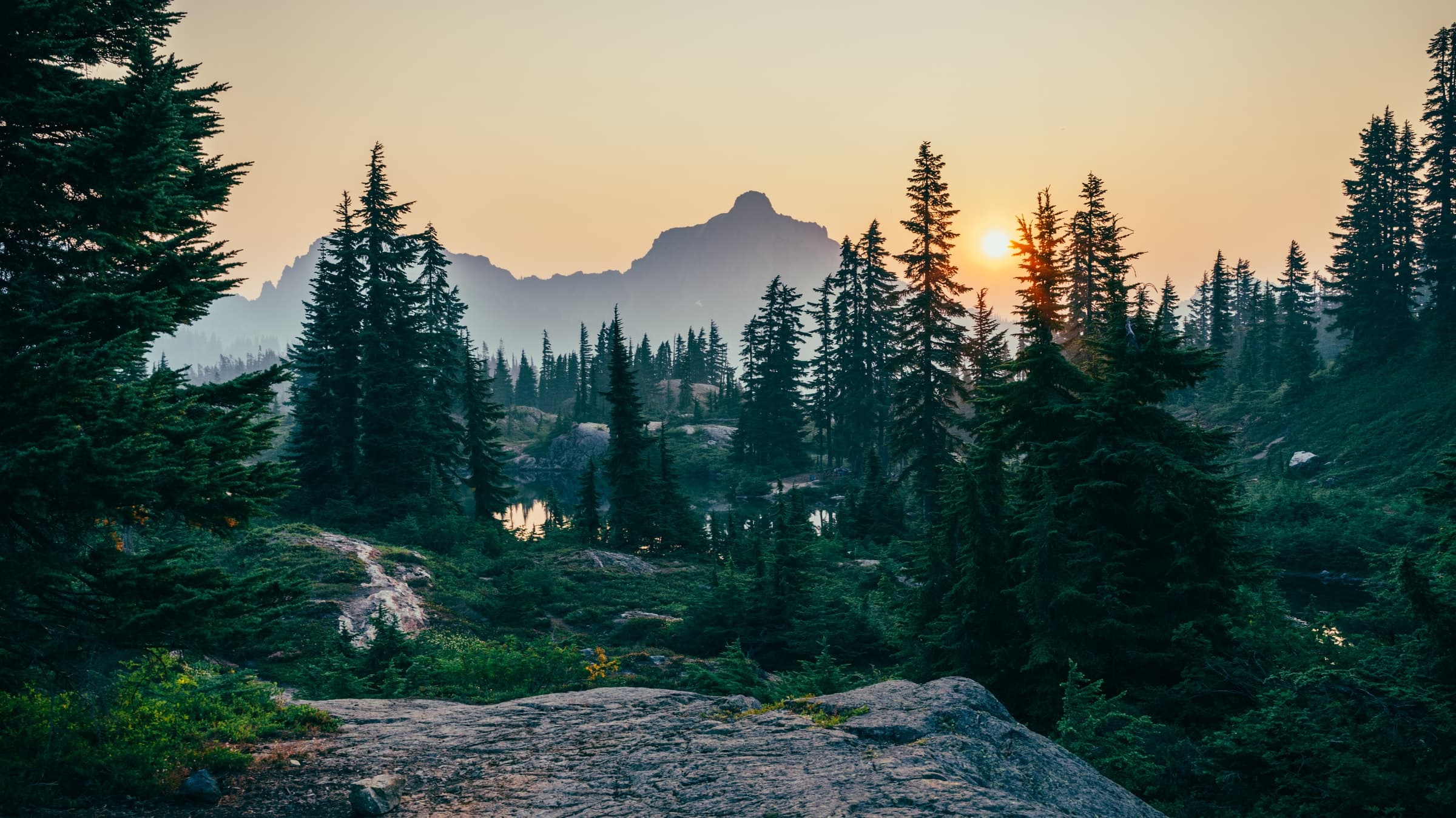 A pine tree forest near a mountain at sunset