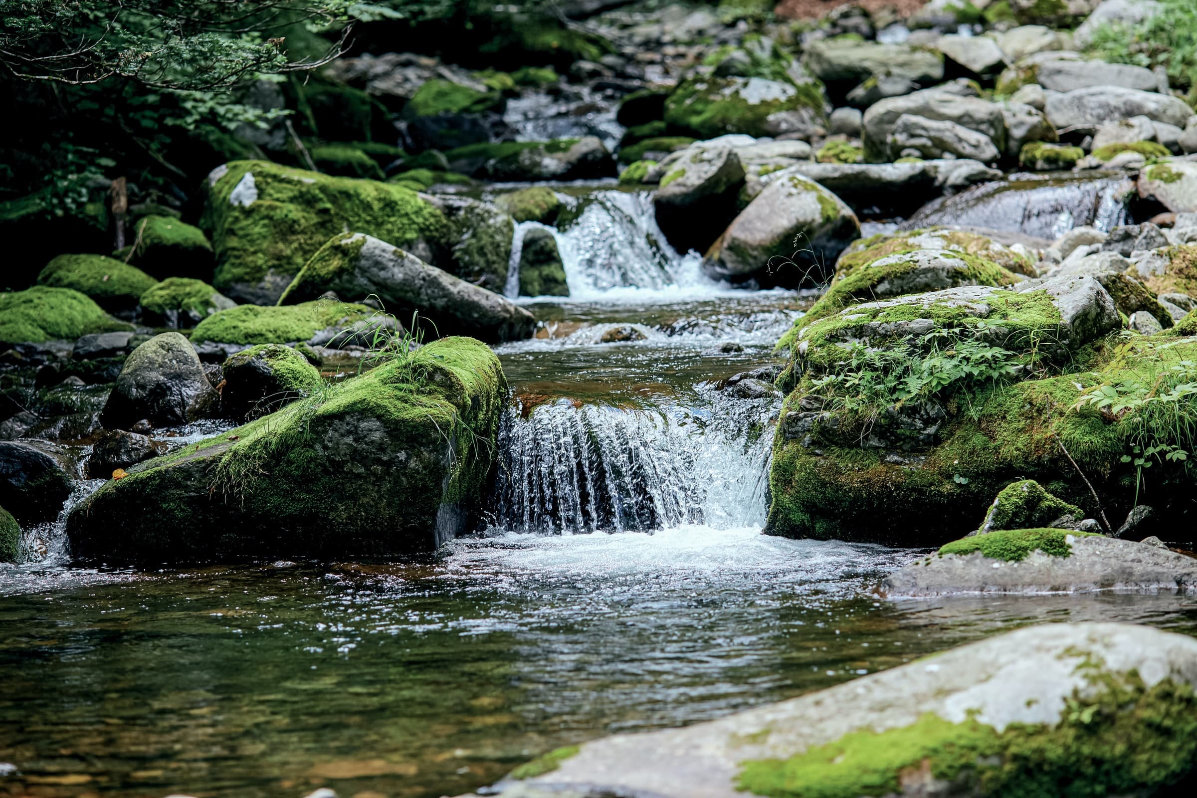 Green moss on gray rocks in a river