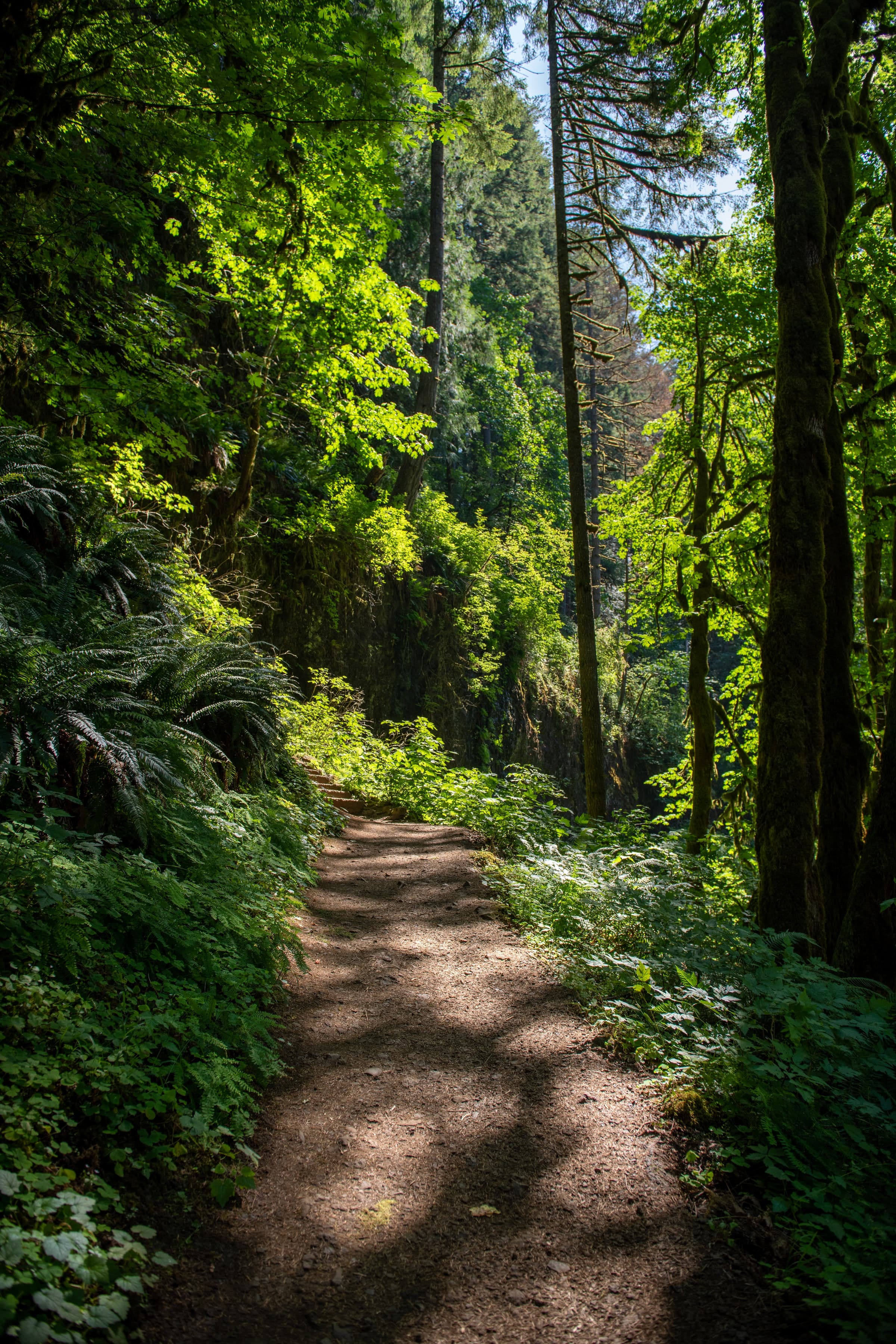 A pathway between green trees during daytime